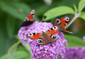 2.3 Peacock butterflies