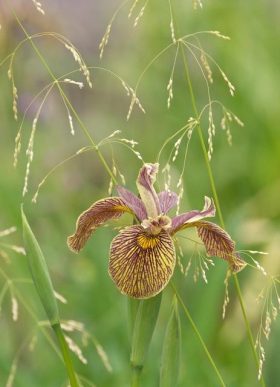 Iris Holden Clough & Bowles Golden Grass
