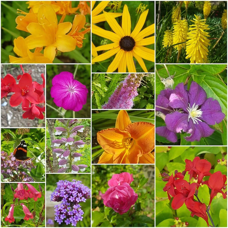 Can you I.D. these flowers?